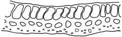 Campylopus kirkii, costa cross-section, c. 800 µm above insertion. Drawn from Lectotype, L. Boor s.n., Jan. 1888, CHR 564014.
 Image: R.C. Wagstaff © Landcare Research 2018 